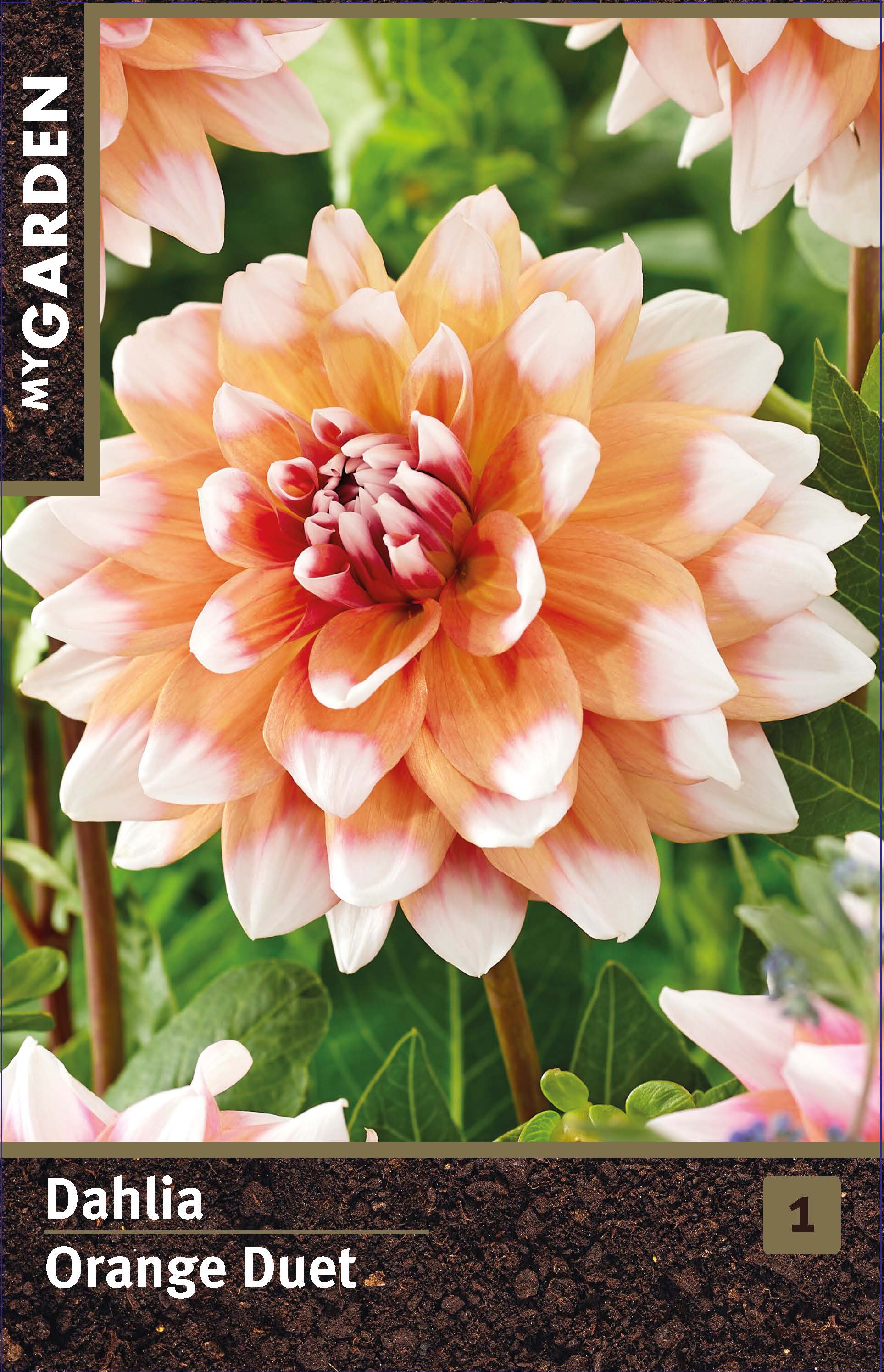 Георгина декоративная Оранж Дуэт